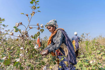 The Cotton Conundrum: Natural Comfort vs. Man-Made Mayhem