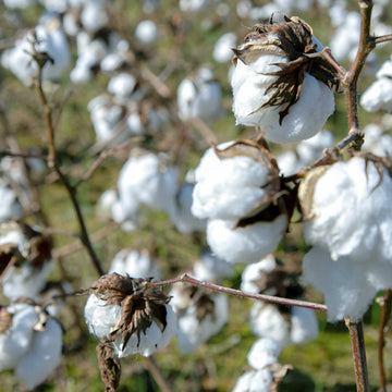Close-up of cotton bolls on a cotton plant, with white fluffy fibers attached to brown stems and dried seed pods, photographed outdoors with a blurred natural background.