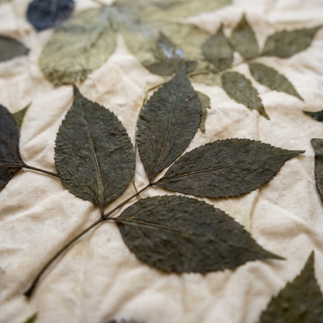 A close-up of dried dark green leaves pressed onto a textured off-white fabric background.