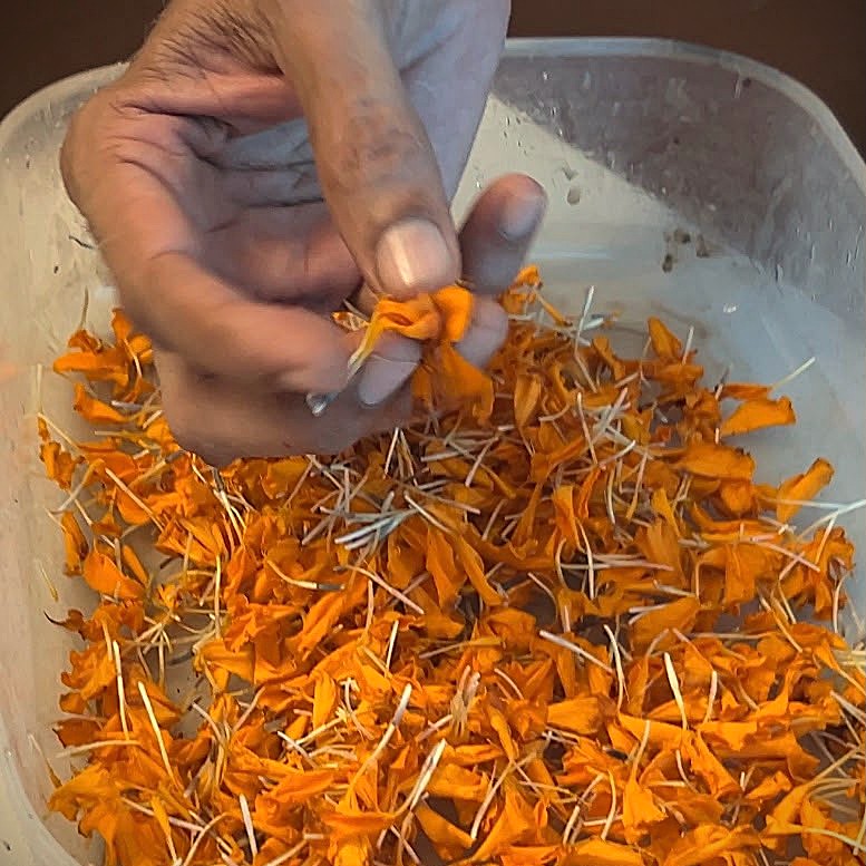 A close-up of a hand holding a small cluster of bright marigold flower petals over a clear plastic container filled with loose orange blossoms.