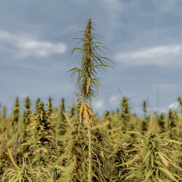 A close-up outdoor shot of a tall cannabis plant with a prominent central bud cluster, surrounded by dense green and yellowish foliage under a blue sky with light clouds.