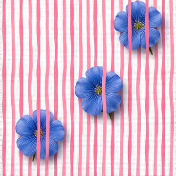 Three blue flowers arranged on a white fabric background with vertical pink stripes.