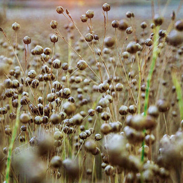 A close-up outdoor shot of feathery grasses with many small brown seed heads standing upright in a field. The background is softly blurred, and the foreground has shallow depth of field with some out-of-focus plants.