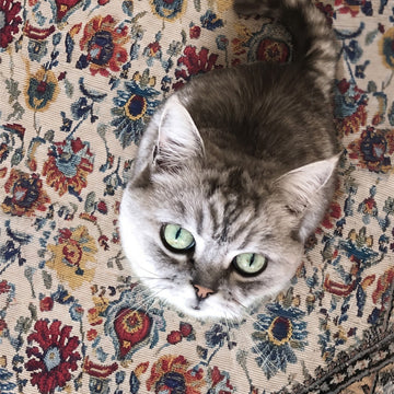 A fluffy gray tabby cat with green eyes lying on a beige rug with a colorful floral pattern.