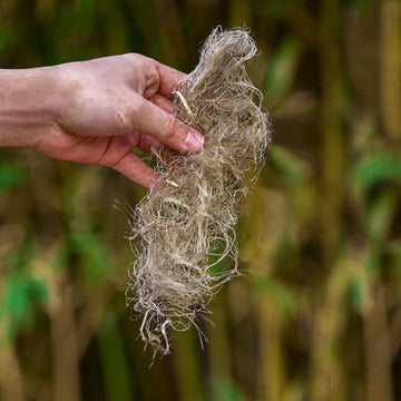 A hand holding a bundle of natural tan and brown hemp fibers or roots against a blurred outdoor background of green and brown foliage.