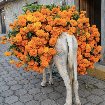 A white donkey standing on a cobblestone street, carrying a massive bundle of bright orange marigold flowers on its back.
