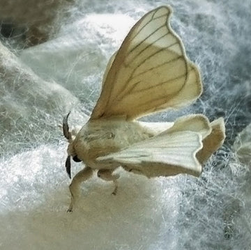 A pale beige moth with large wings resting on white silk cocoons, likely representing a silk moth product or silk webbing.