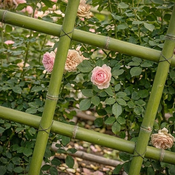 A green bamboo trellis or garden fence tied with string, surrounded by dense green foliage and several pale pink roses in bloom.