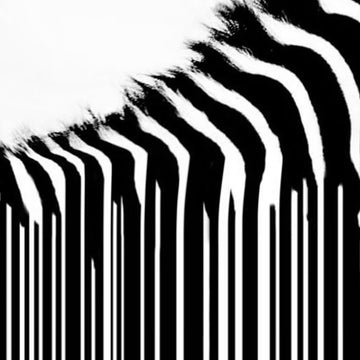 Black and white abstract pattern featuring wavy black brush-like zebra stripes and vertical white lines on a white background.